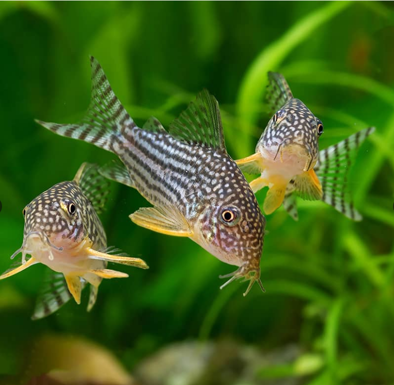 Sterba's Cory