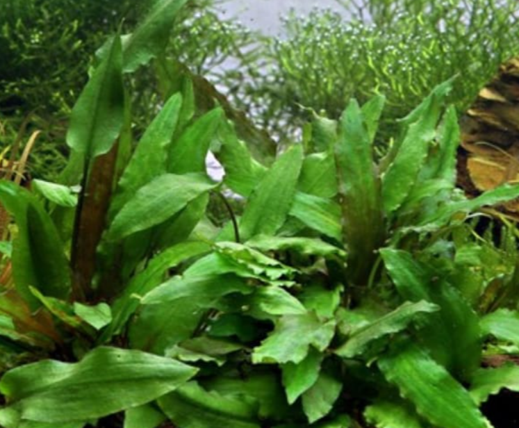 Cryptocoryne wendtii 'Green'