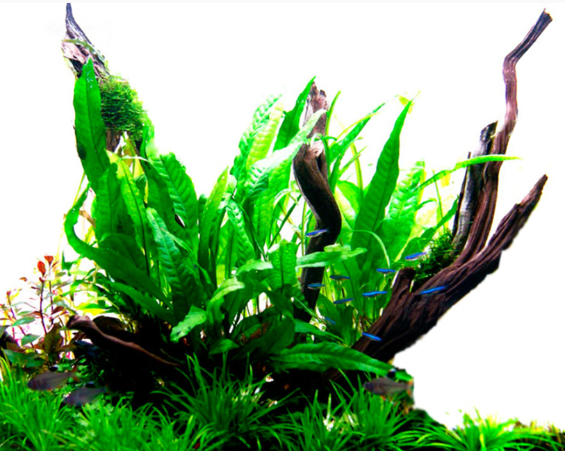 Microsorum pteropus (Java Fern)