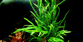 Microsorum pteropus 'Trident'