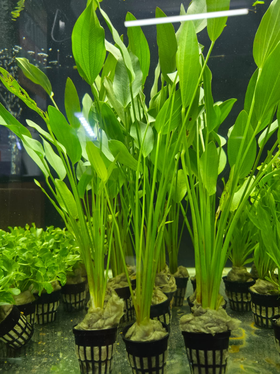 Large Amazon - sword plant - Echinodorus bleheri - Dennerle pot