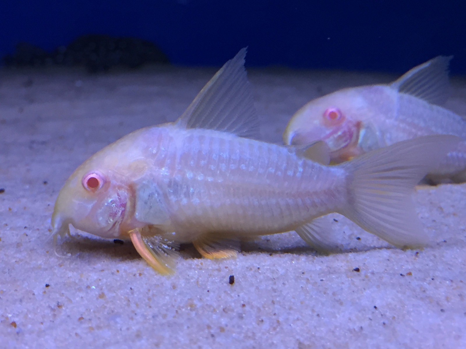 Sterba's Cory