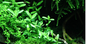 Bacopa monnieri 'Compact'
