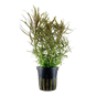 Pogostemon stellatus