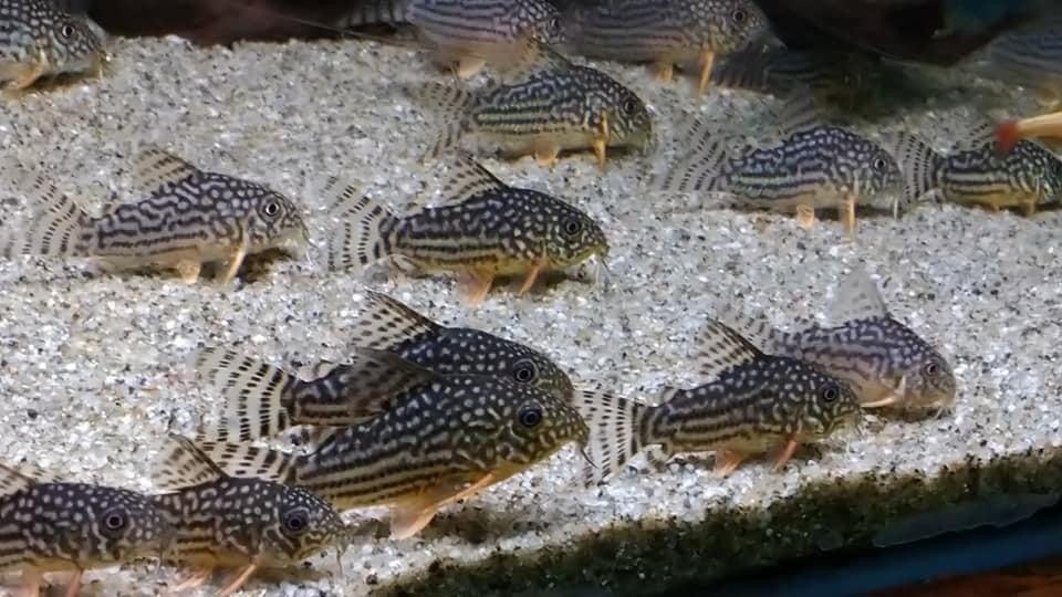 Sterba's Cory