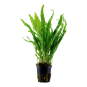 Microsorum pteropus (Java Fern)