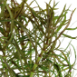 Pogostemon stellatus