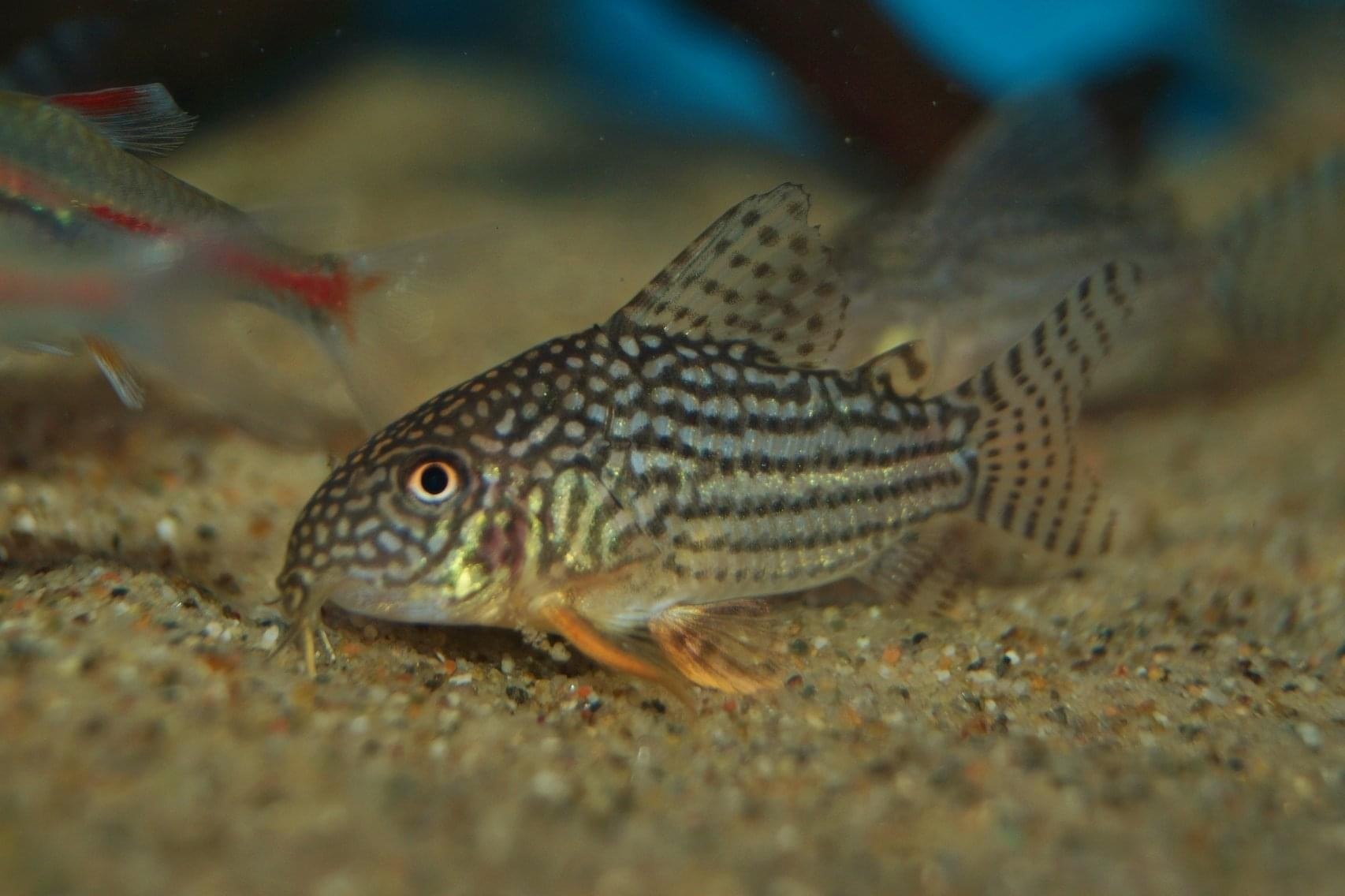 Sterba's Cory