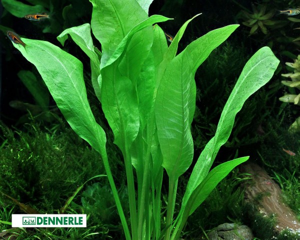 Large Amazon - sword plant - Echinodorus bleheri - Dennerle pot