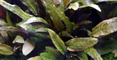 Cryptocoryne wendtii 'Tropica'