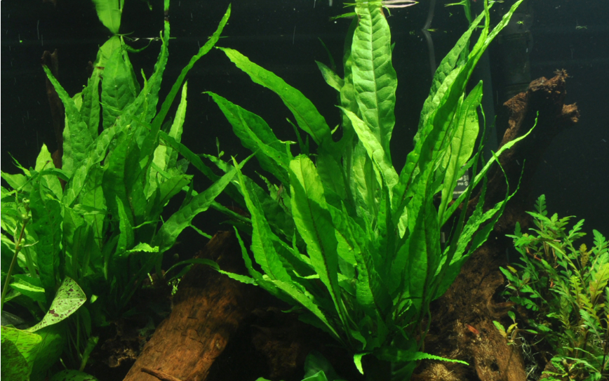 Microsorum pteropus (Java Fern)