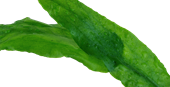 Cryptocoryne wendtii 'Green'