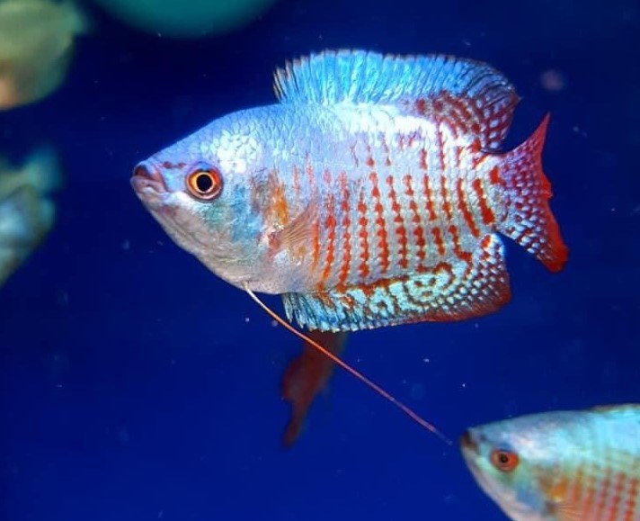 Dwarf Gourami