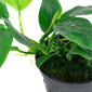 Anubias barteri var. nana