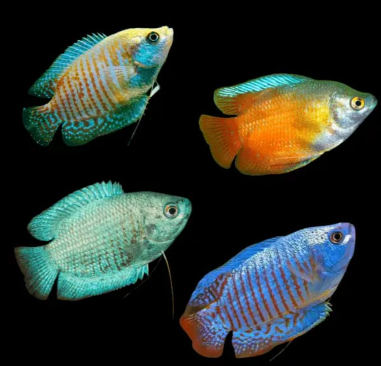 Dwarf Gourami