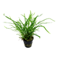 Microsorum pteropus 'Trident'