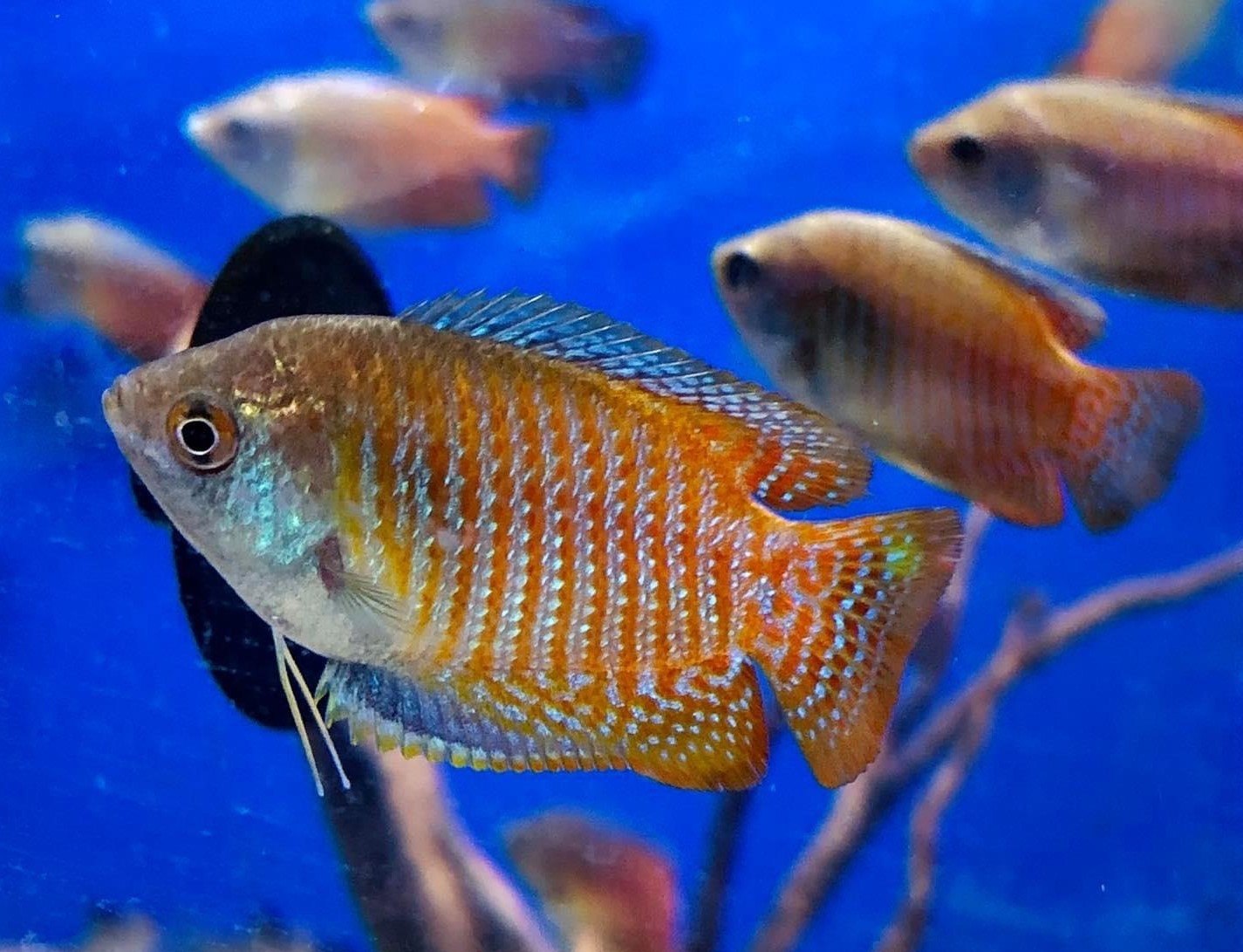 Dwarf Gourami