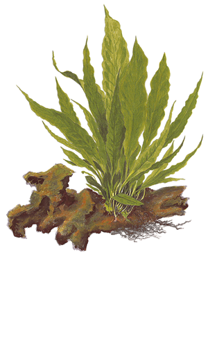 Microsorum pteropus (Java Fern)