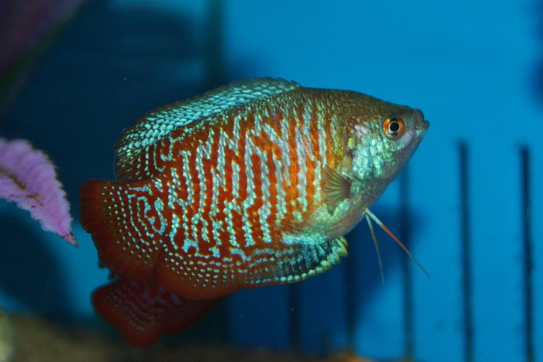 Dwarf Gourami